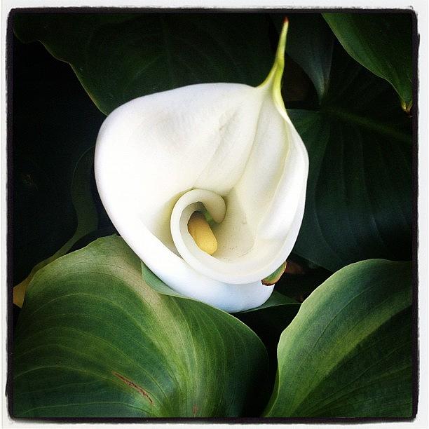 Lily Photograph - #instagramer #instaaustralia by Shayle Graham