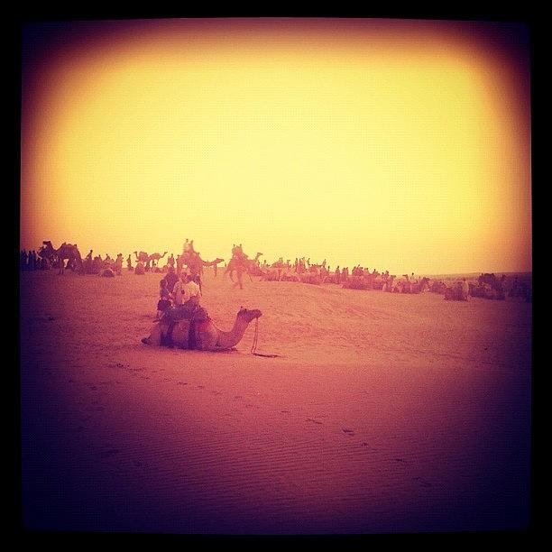 Camel Photograph - #instagramers #iphoneonly #bestoftheday by Vicente Marti