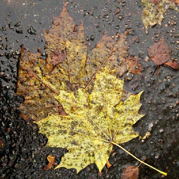 Fall Photograph - #instamood #season #autumn #leaves by Andrey Suchkov