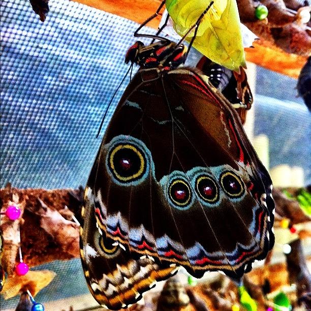Butterfly Photograph - #instanation #instamood #igersecuador by Martin Endara