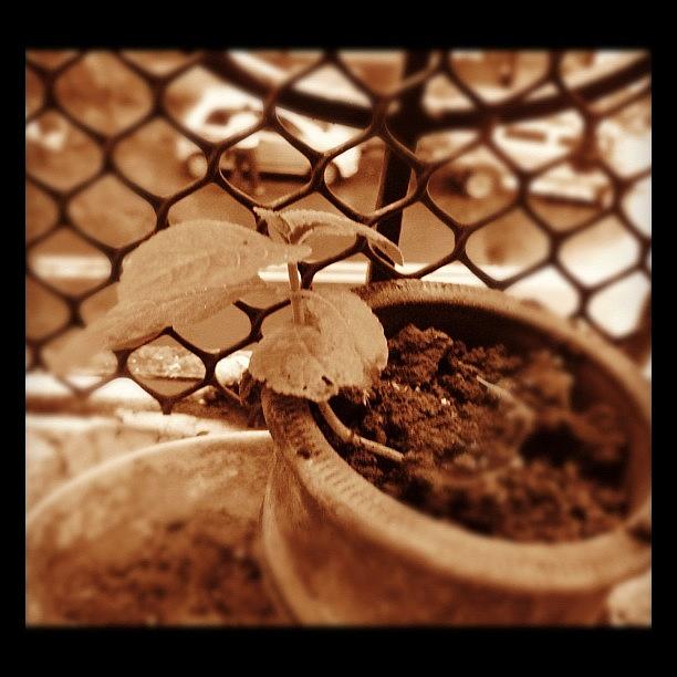 Pot Photograph - #instaprints #instagram#picoftheday by Advait Deshmukh