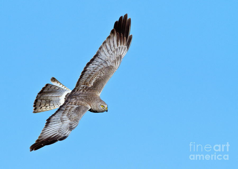 Intense Photograph by Carl Jackson - Fine Art America