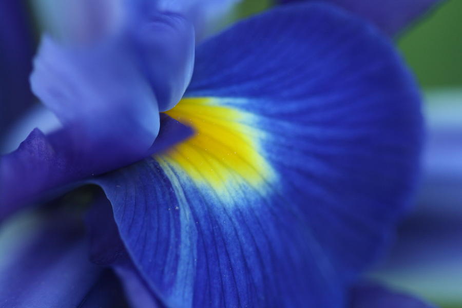 Iris Photograph - Intense Iris Bloom by Bonnie Boden