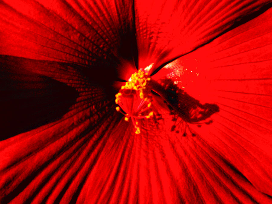 Still Life Photograph - Intense Red Hybiscus by David Campbell
