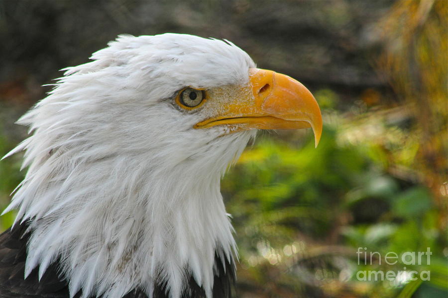 Eagle Photograph - Intense by Rick  Monyahan