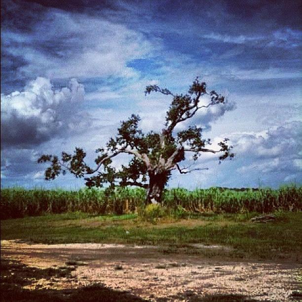 Interesting Tree In Louisiana Photograph by Sonjia  Kiffe