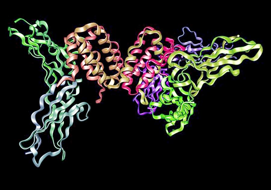 Interferon Gamma Molecule And Receptor Photograph by Dr Tim Evans - Pixels