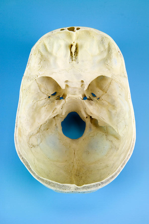 Interior Of A Human Skull Top View