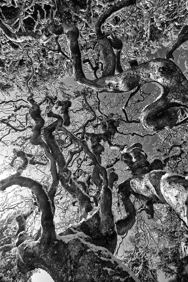 Tree Photograph - Interlaced by David Naman