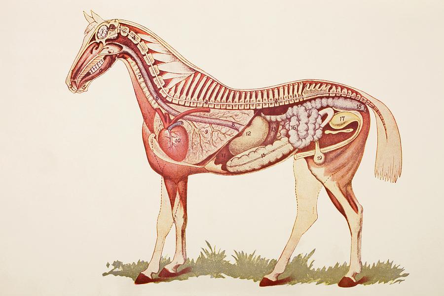 Horse Photograph - Internal Organs Of A Horse.  From by Ken Welsh