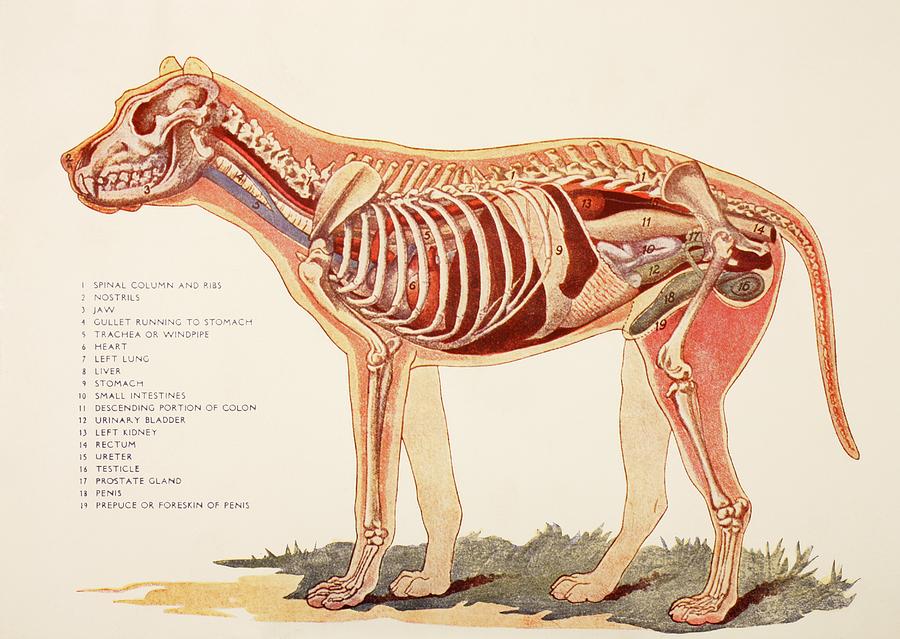 Internal Organs Of A Male Dog. From Photograph by Ken Welsh
