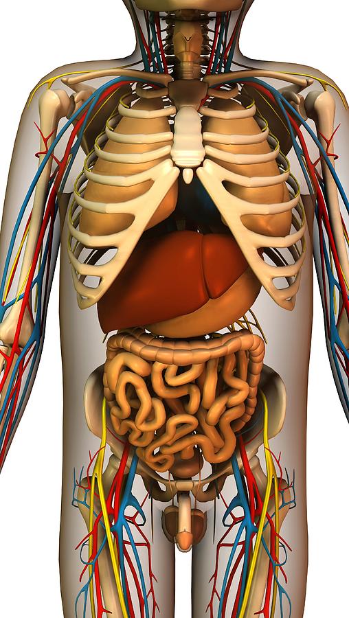 Torso Anatomy / Human Mini Torso Model With 12 Parts / The torso or