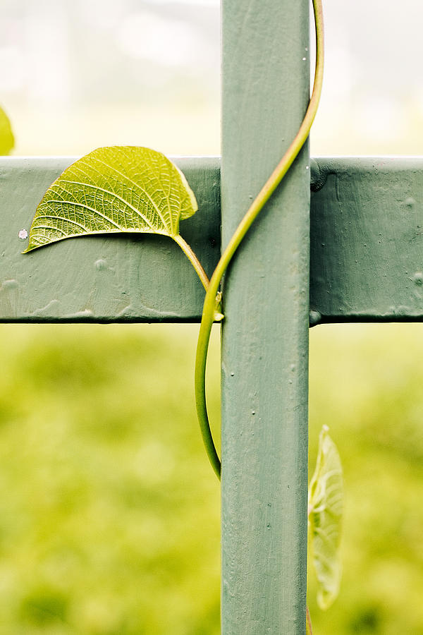 Nature Photograph - Intertwined by Anya Brewley schultheiss