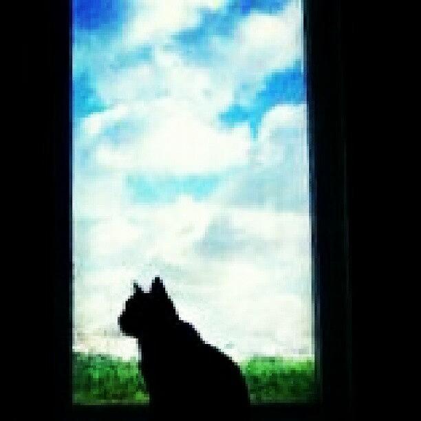 Cat Photograph - #inthewindow #weekendhashtag #sky by Keikei Kelly