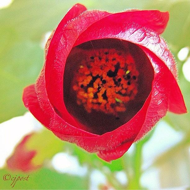 Flowers Still Life Photograph - Into The Abyss... #flower #red by Cynthia Post