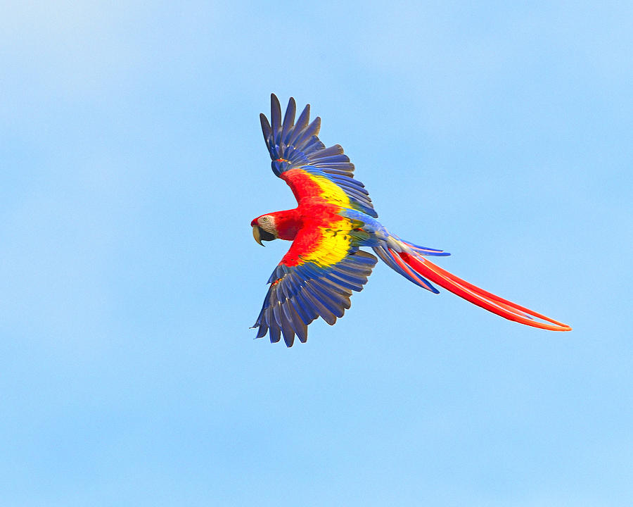 Macaw Photograph - Into The Blue by Tony Beck