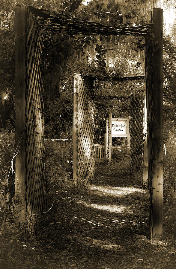 Into the Butterfly Garden Sepia Photograph by DigiArt Diaries by Vicky B Fuller