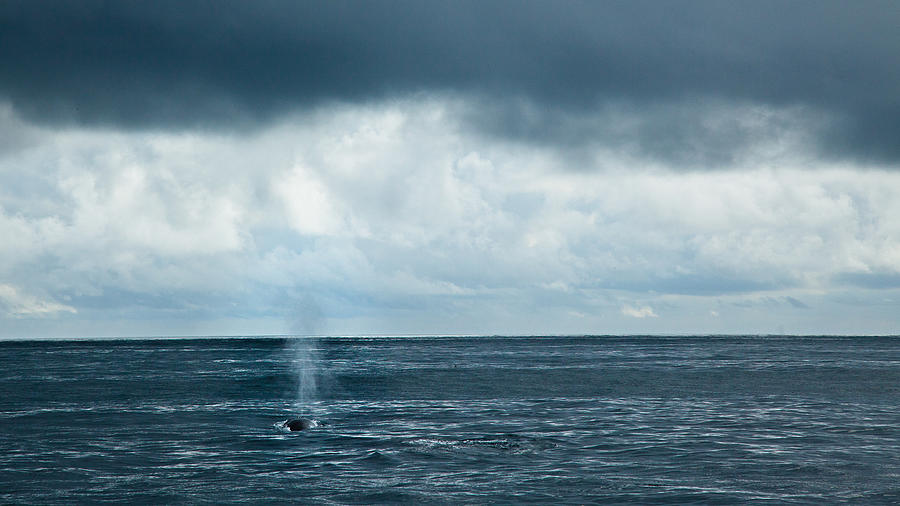 Into the Pacific - Fin Whale Photograph by Adam Pender