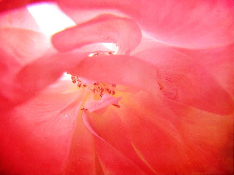 Flower Photograph - Into the Pink by Amy Tyler