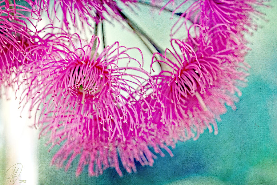 Flower Photograph - Into the Pink by Margaret Hormann Bfa