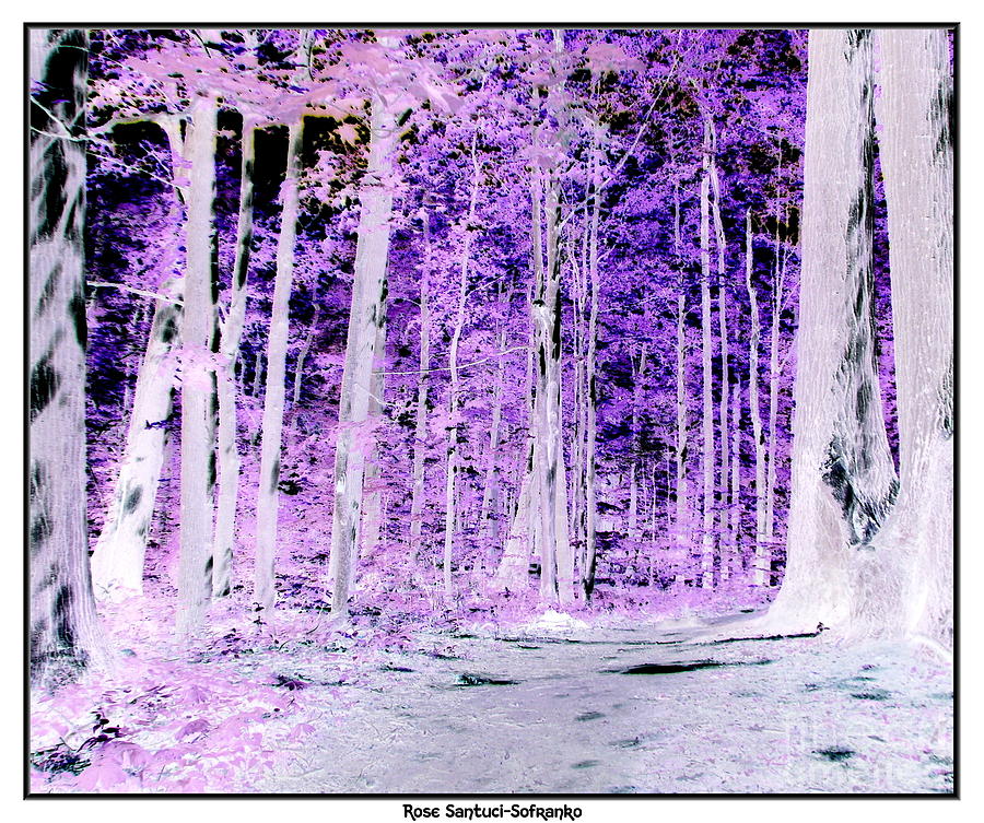 Tree Photograph - Into the woods inverted negative effect by Rose Santuci-Sofranko