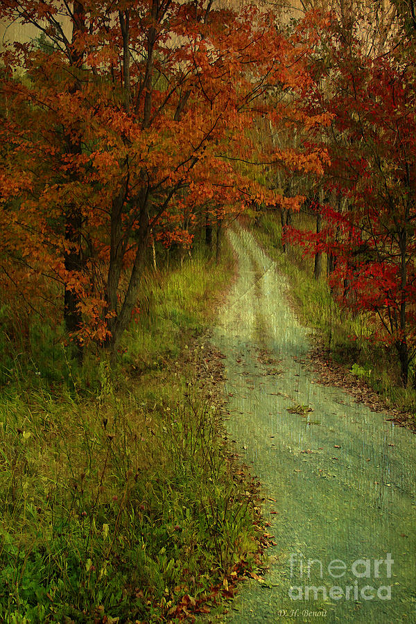 Into The Woods Of Fall Photograph by Deborah Benoit