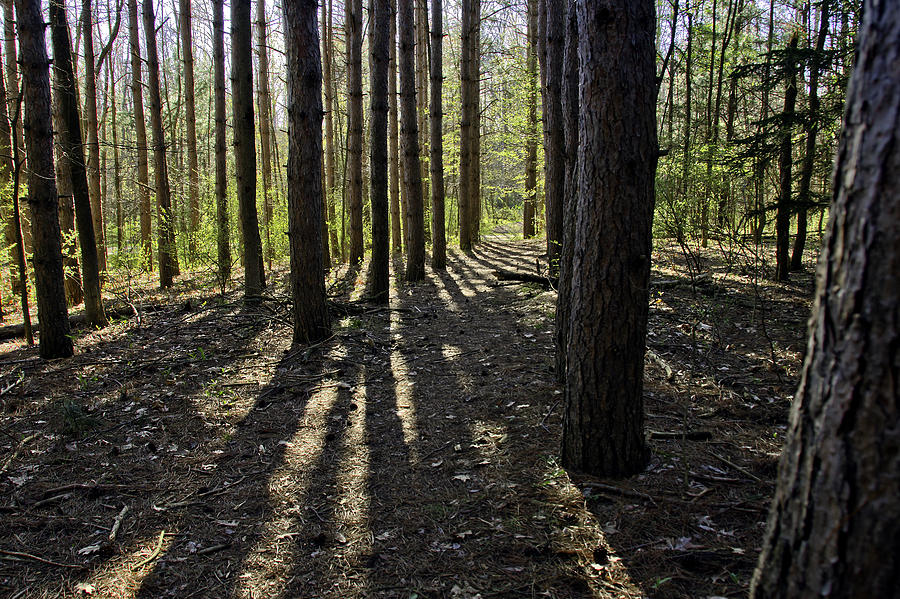 Into the Woods SPNC Michigan Photograph by LeeAnn McLaneGoetz McLaneGoetzStudioLLCcom