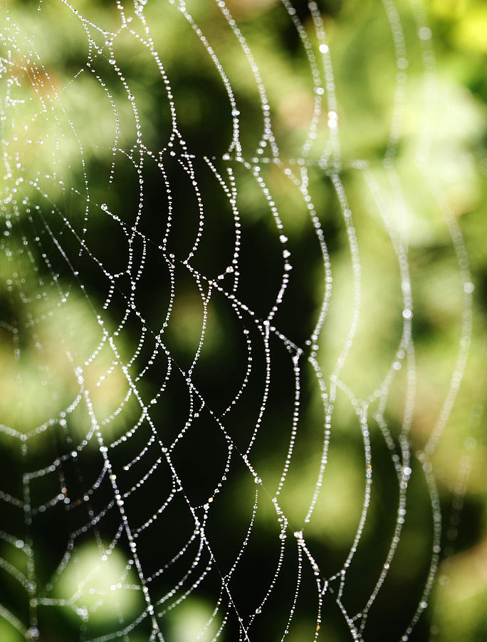 Spider Photograph - Intricacies by Marilyn Hunt