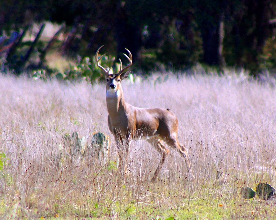 Deer Photograph - Intruder by Monica Wheelus