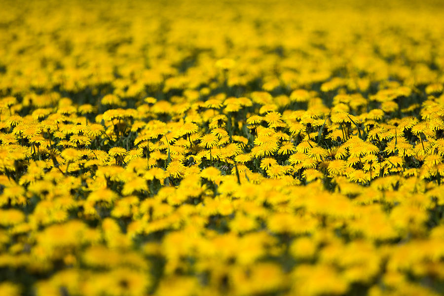 Flower Photograph - Invasion by Jakub Sisak