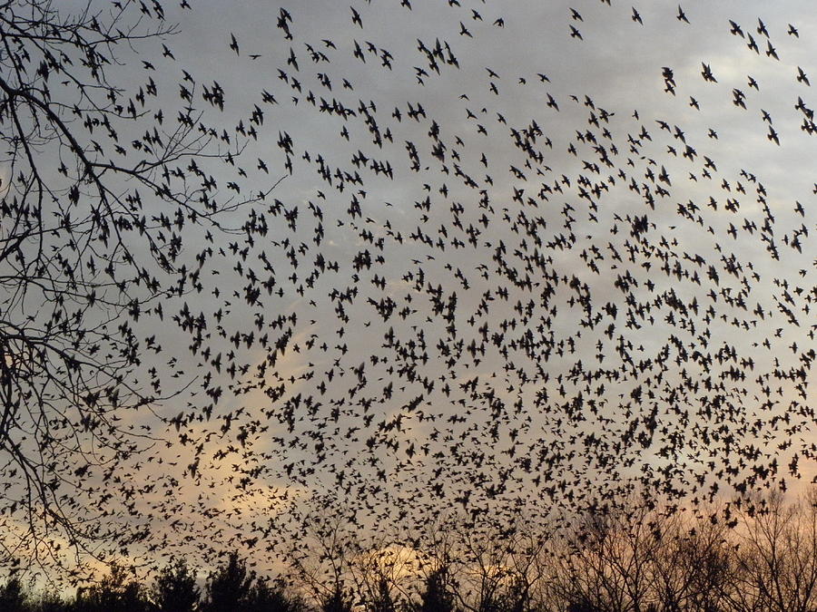 Invasion Of The Birds Photograph by Kim Galluzzo Wozniak