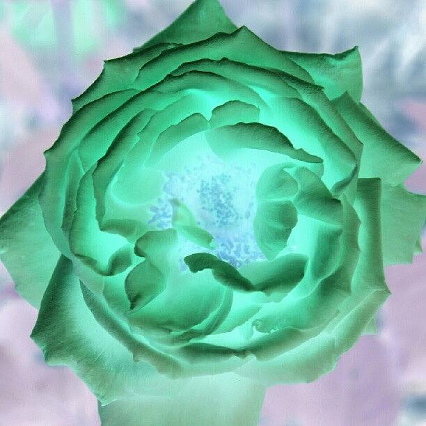 Inverted Rose Photograph by James Granberry