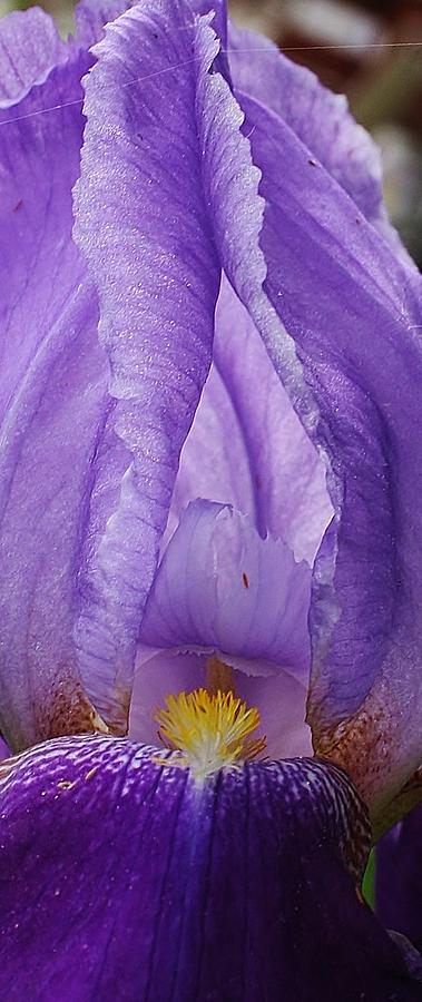 Iris Photograph - Inviting by Bruce Bley
