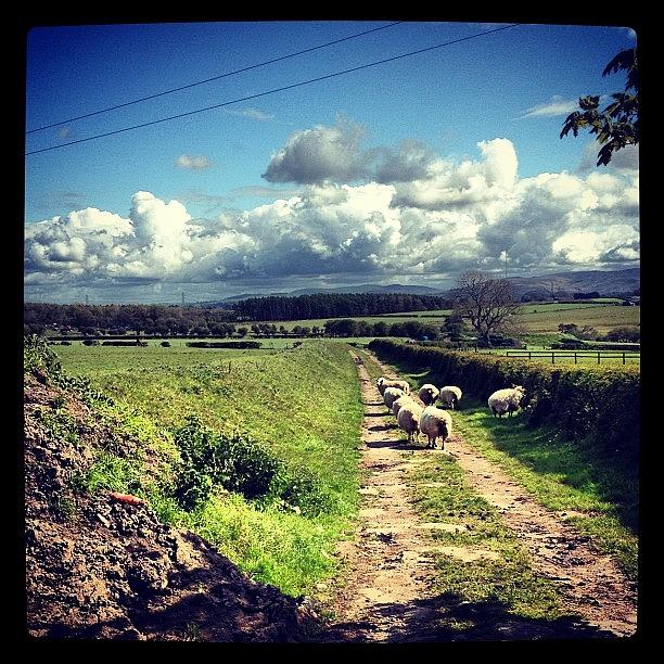 Summer Photograph - #invitingroads #sheep #ewe #lamb #wool by Miss Wilkinson