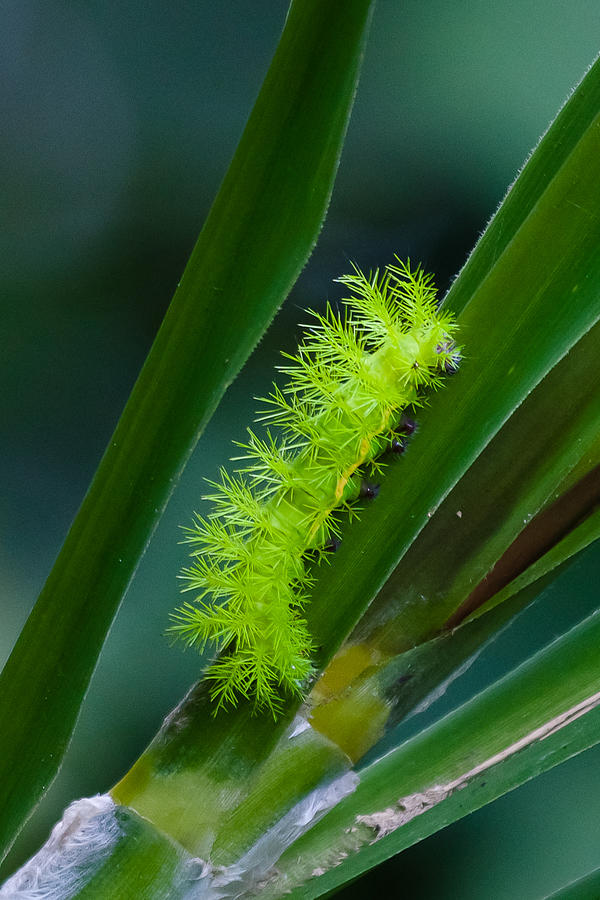 Butterfly Photograph - IO moth catepillar by Craig Lapsley