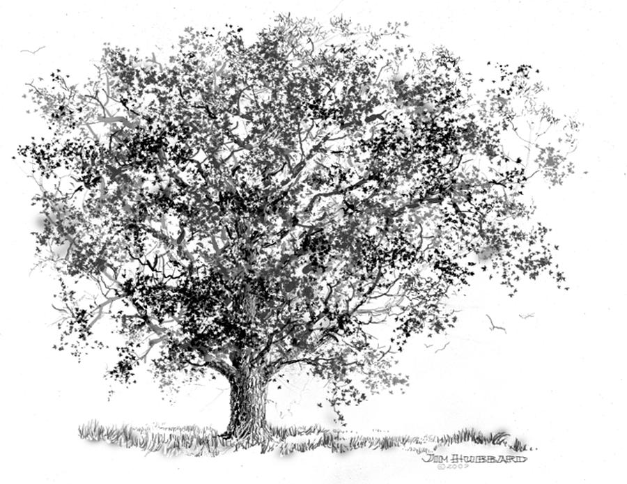 Iowa-Bur Oak Drawing by Jim Hubbard - Fine Art America