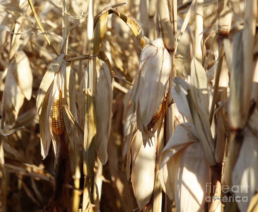 Iowa corns Photograph by Yumi Johnson