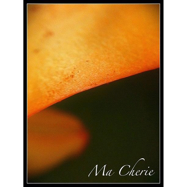 Lily Photograph - #iphoneography #iphoneonly #instadaily by Sherri Galvan