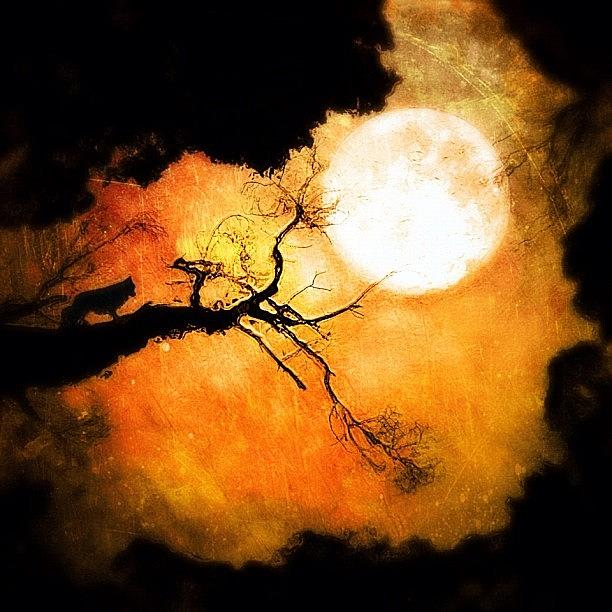 Tree Photograph - #iphoneography #melbourne #australia by Dan Kerr