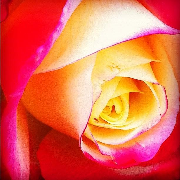 Rose Photograph - #iphoneonly #alliphone #iphonepic by Daniel Corson