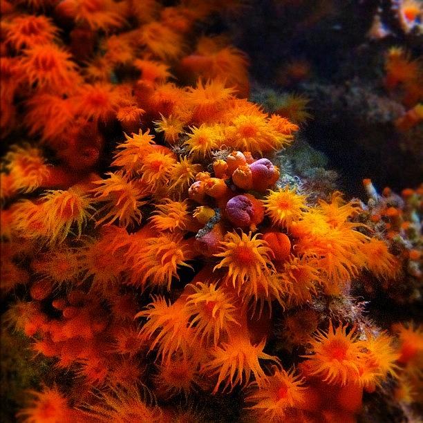 Tropical Photograph - #iphonepic #iphonephotography #orange by Daniel Corson