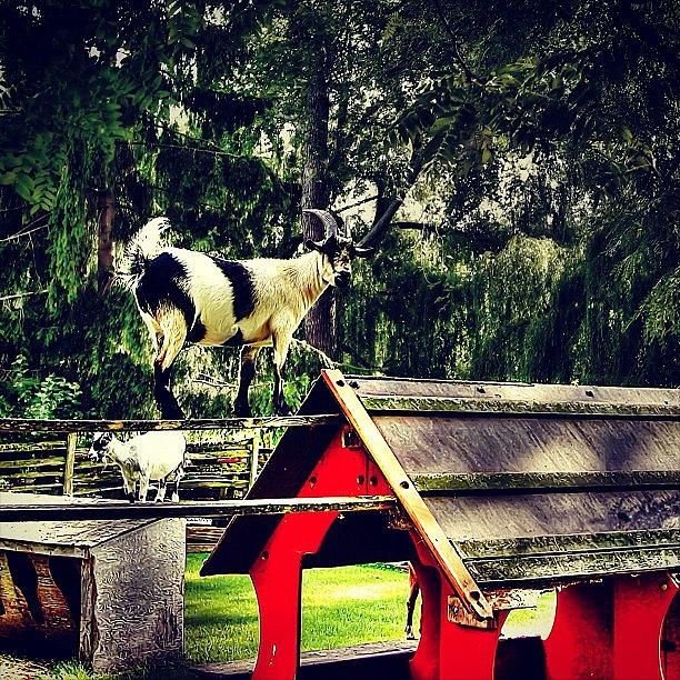 Goat Photograph - #iphonesia #instagood #photooftheday by G B