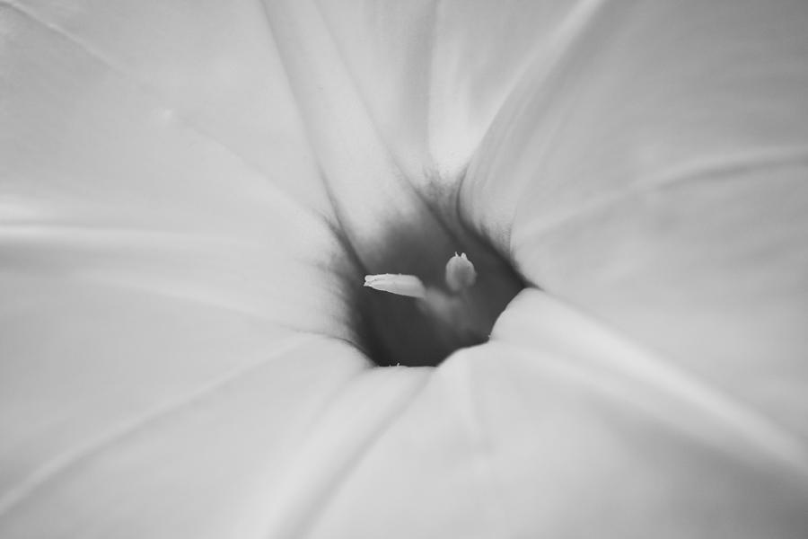 Ipomoea in black-and-white by JD Grimes Ipomoea in black-and-white by JD Grimes