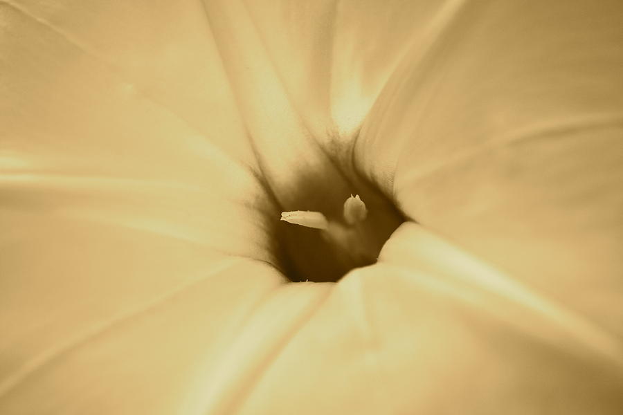 Ipomoea in sepia by JD Grimes Ipomoea in sepia by JD Grimes