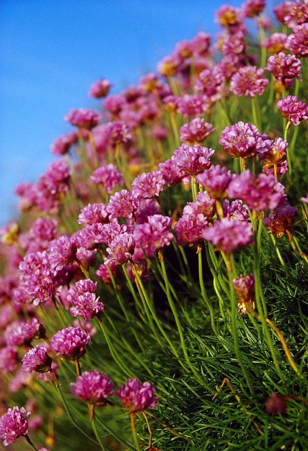 Nature Photograph - Ireland Close-up Of Seapink Wildflowers by Gareth McCormack