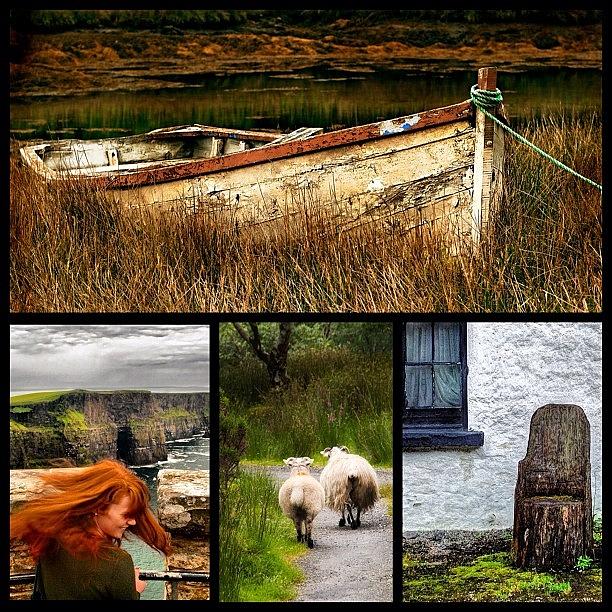 Sheep Photograph - Ireland Collage by Felice Willat