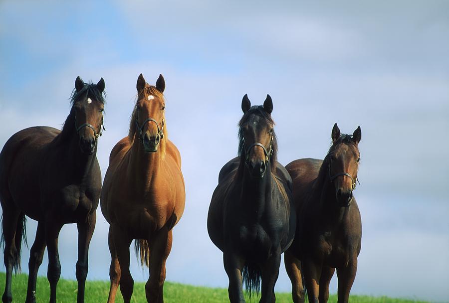 Rural Scene Photograph - Ireland Thoroughbred Yearlings by The Irish Image Collection 