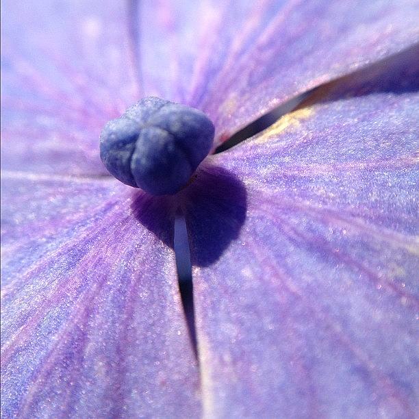 Summer Photograph - Iridescent Blue and Purple by Rillaith