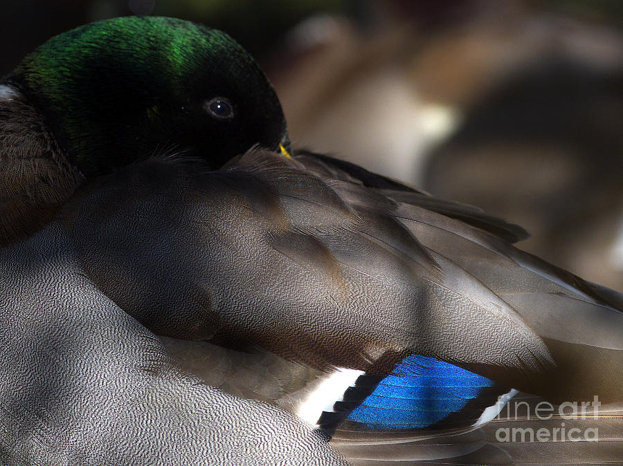 Iridescent Blue Photograph by Sharon Talson