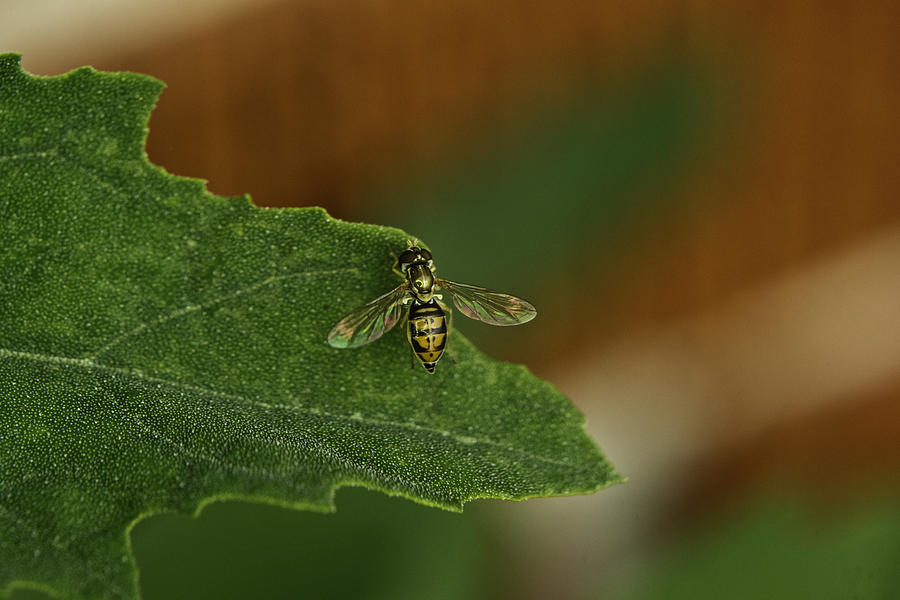 Iridescent Fly 1 Photograph